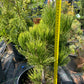 Pinus heldreichii/leucodermis 'White Cloud' - 50 cm