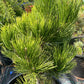 Pinus heldreichii/leucodermis 'White Cloud' - 50 cm