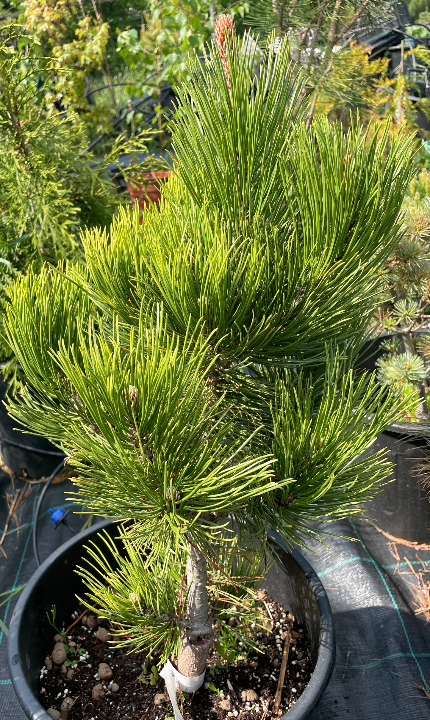 Pinus heldreichii/leucodermis 'White Cloud' - 50 cm