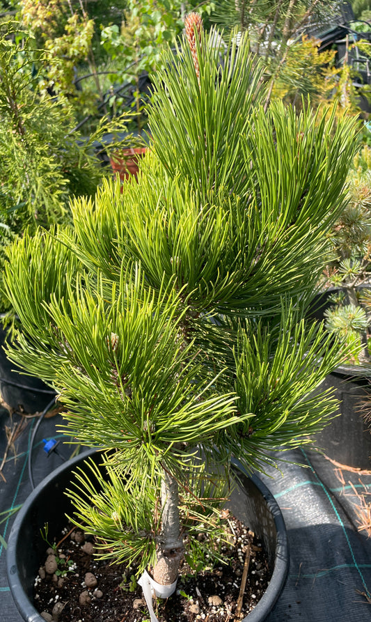 Pinus heldreichii/leucodermis 'White Cloud' - 50 cm