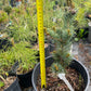 Pinus parviflora 'Aoi' - 35 cm