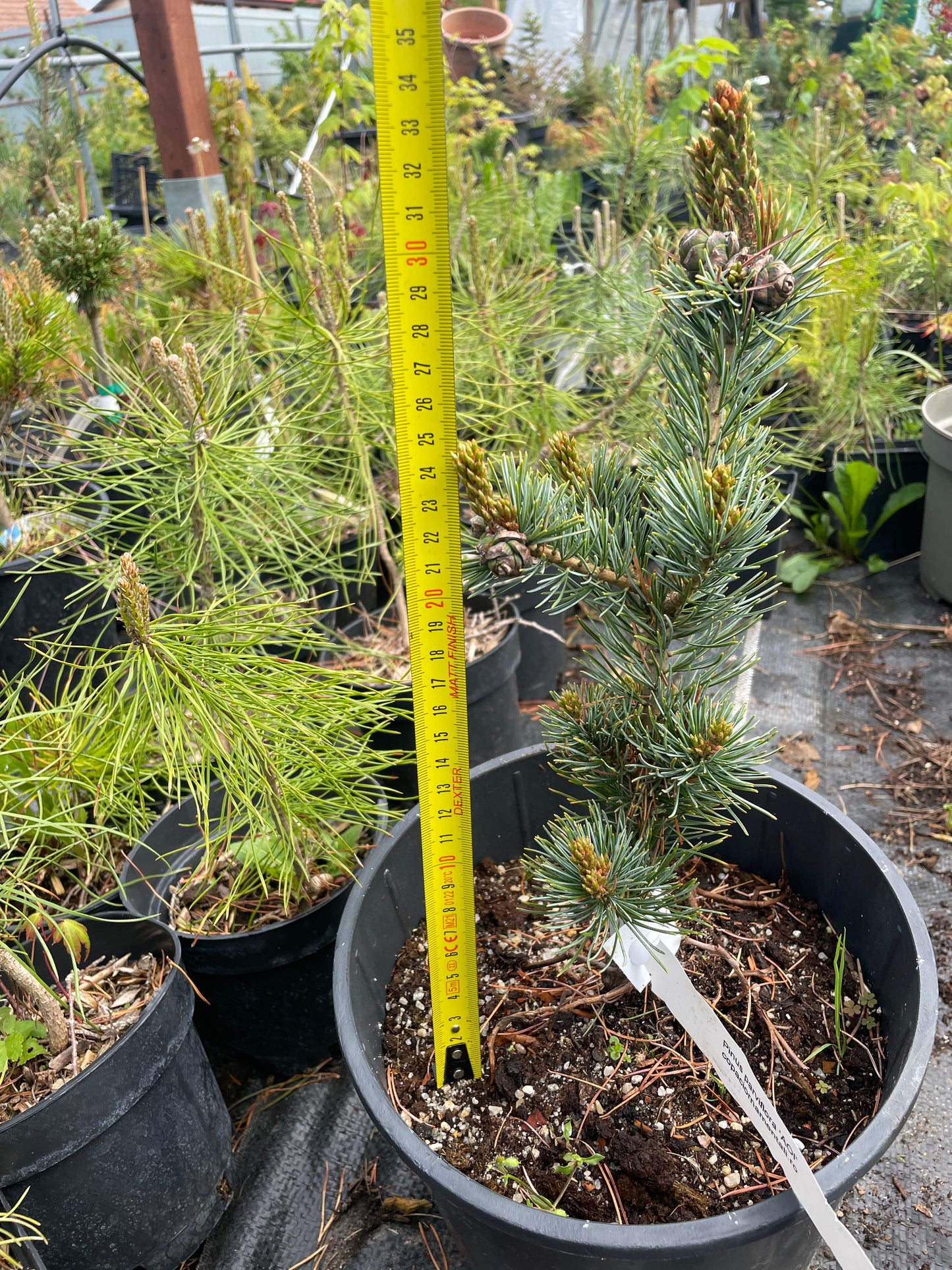 Pinus parviflora 'Aoi' - 35 cm