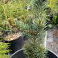 Pinus parviflora 'Aoi' - 35 cm