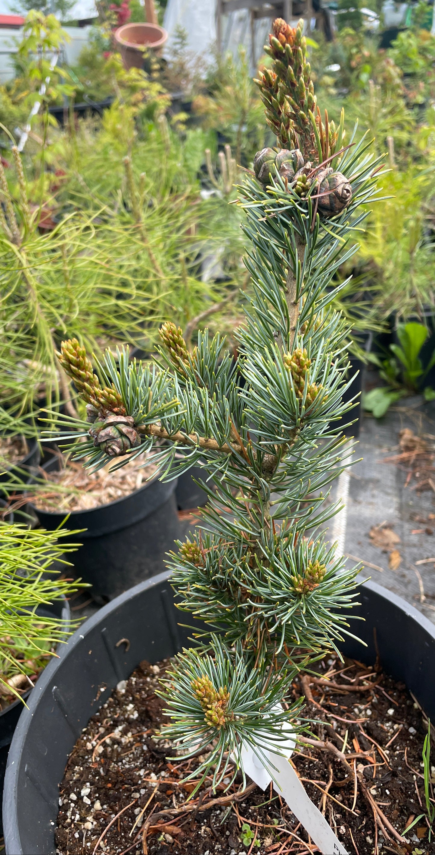 Pinus parviflora 'Aoi' - 35 cm