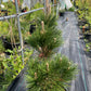 Pinus thunbergii 'Thunderhead' - 55-60 cm