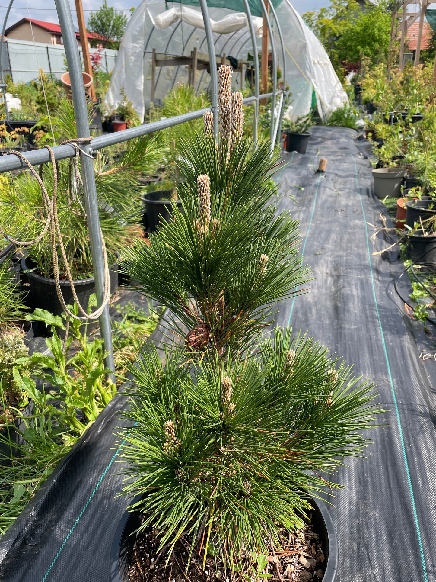 Pinus thunbergii 'Thunderhead' - 55-60 cm
