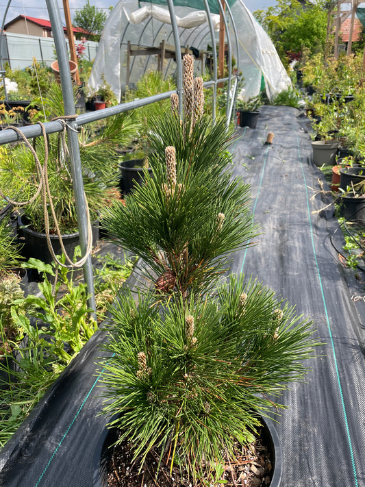 Pinus thunbergii 'Thunderhead' - 55-60 cm