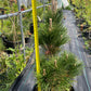 Pinus thunbergii 'Thunderhead' - 55-60 cm