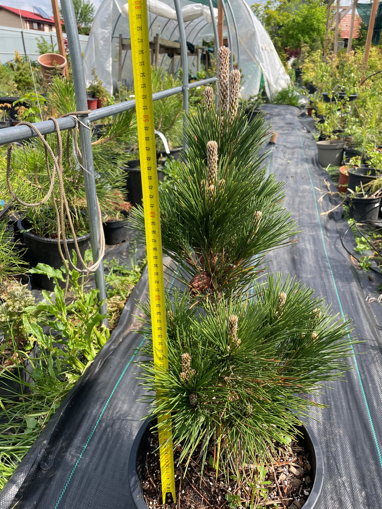 Pinus thunbergii 'Thunderhead' - 55-60 cm