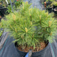 Pinus strobus 'Minima' 35 cm