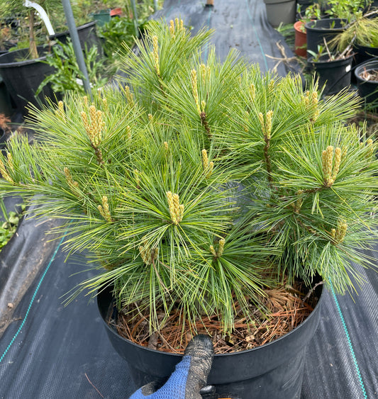 Pinus strobus 'Minima' 35 cm