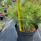 Pinus strobus 'Minima' 35 cm