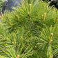 Pinus strobus 'Minima' 35 cm