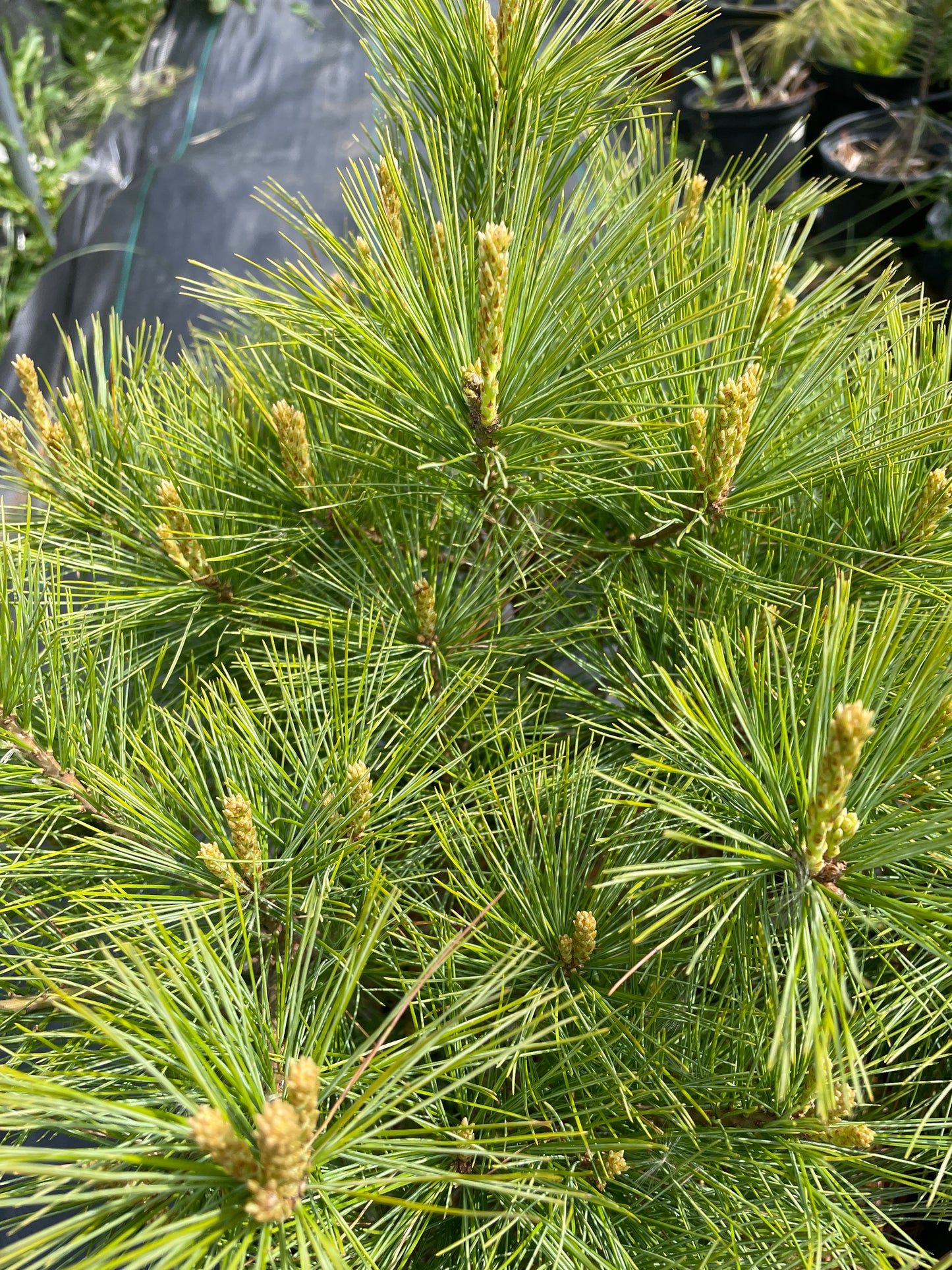 Pinus strobus 'Minima' 35 cm
