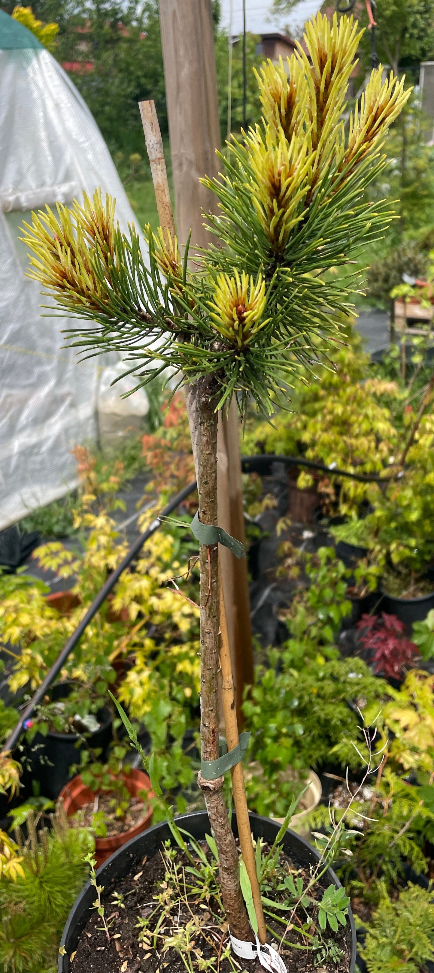 Pin mugo 'Rositech' - 50 cm