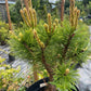 Pinus mugo 'Misty' - 30-40 cm