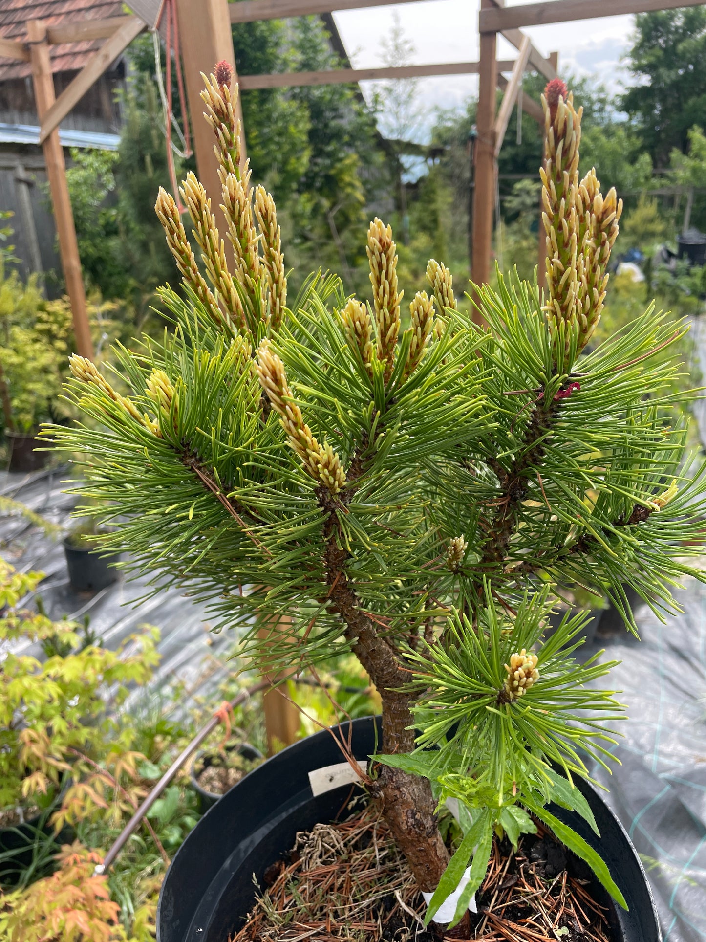 Pinus mugo 'Misty' - 30-40 cm