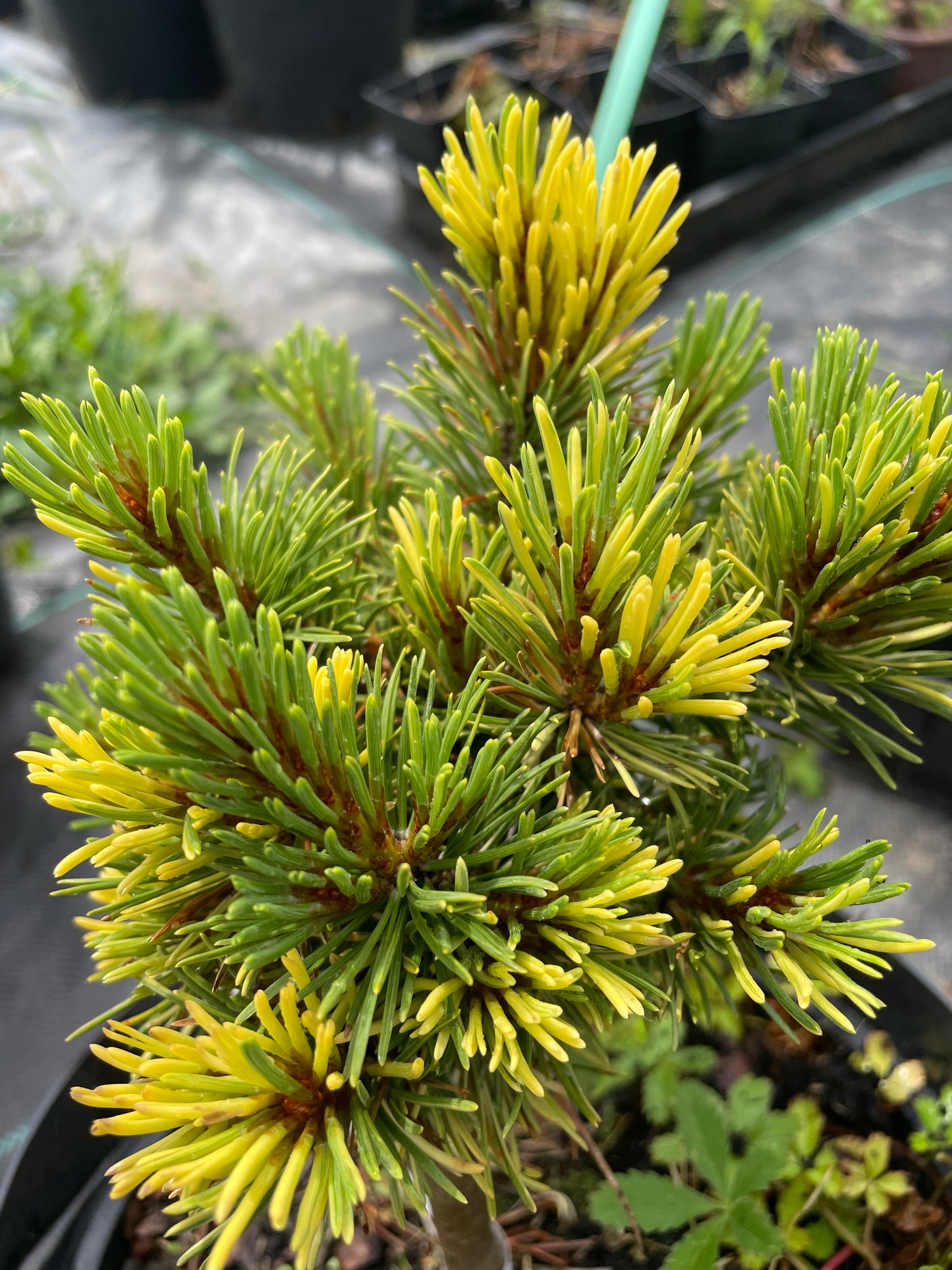 Pinus mugo 'Albovariegata'