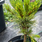 Pinus mugo 'Kokarde'