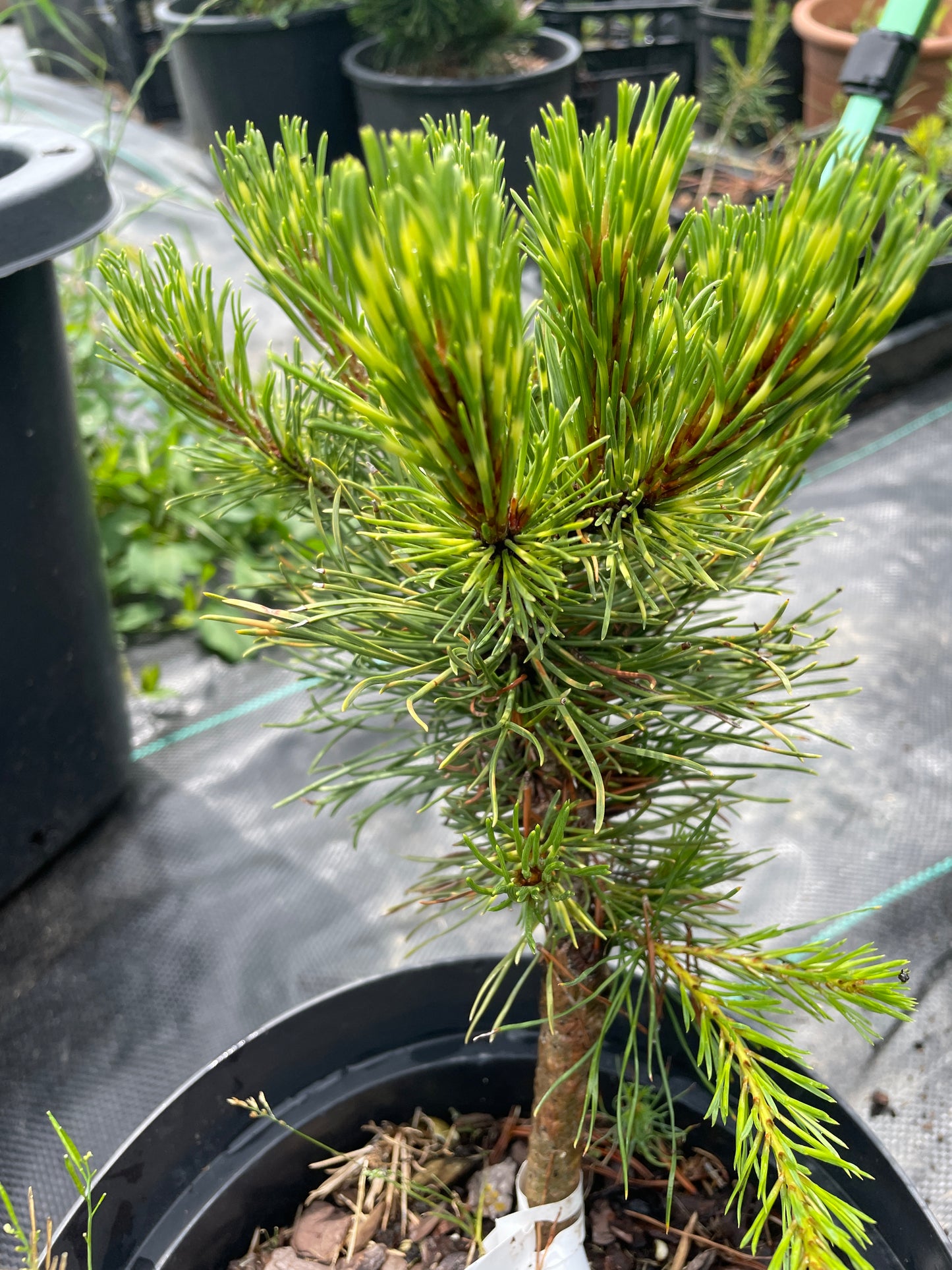 Pinus mugo 'Kokarde'