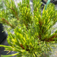 Pinus mugo 'Kokarde'