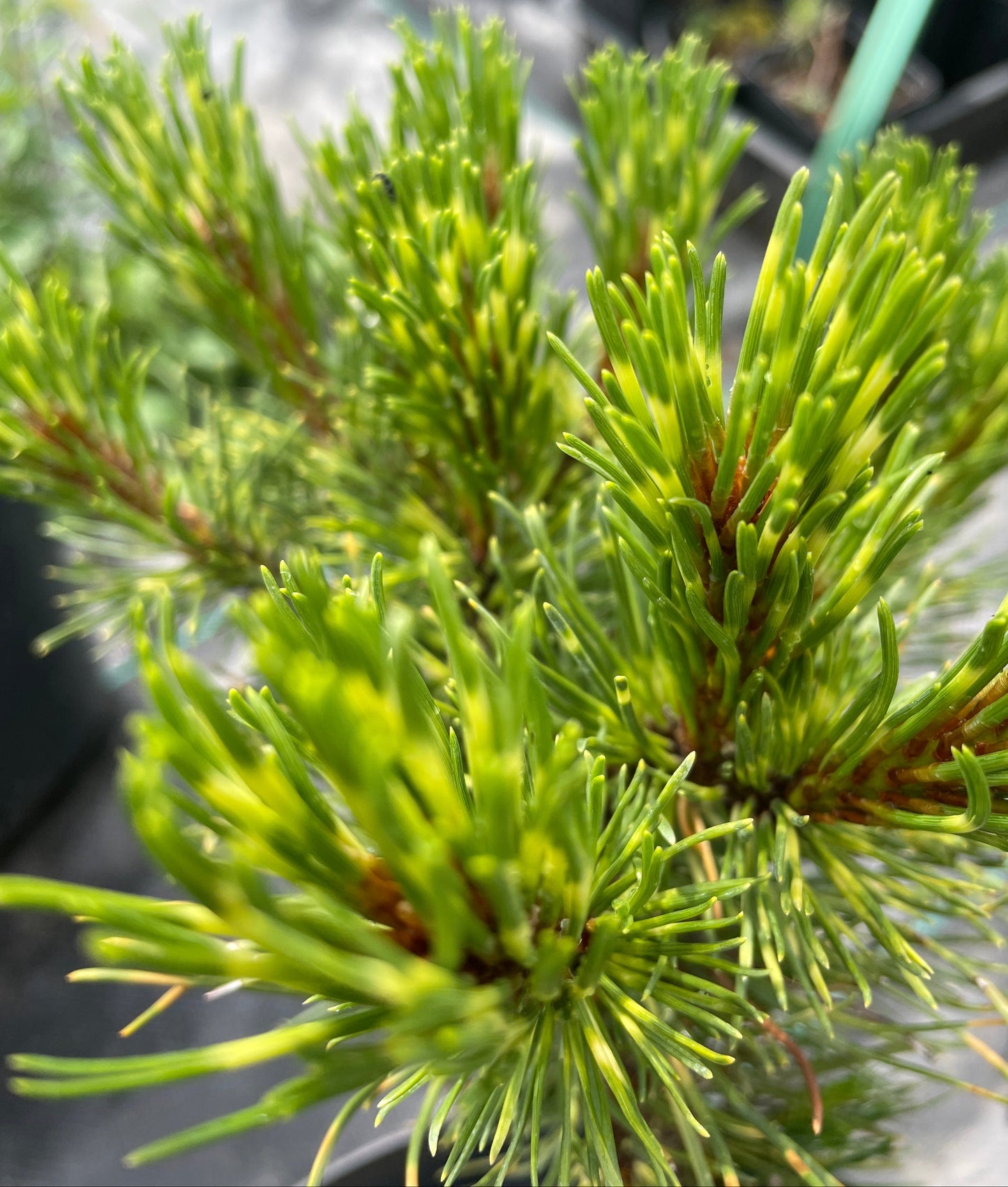 Pinus mugo 'Kokarde'