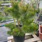 Pinus contorta 'Chief Joseph' - 50-60 cm