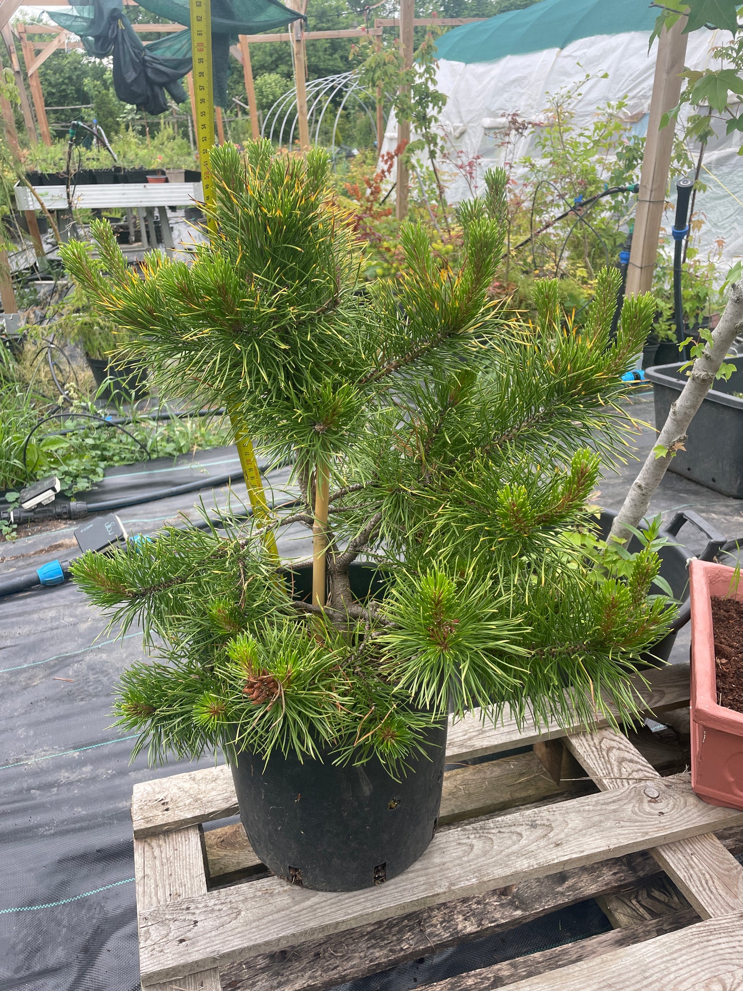 Pinus contorta 'Chief Joseph' - 50-60 cm
