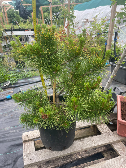 Pinus contorta 'Chief Joseph' - 50-60 cm