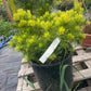 Pinus sylvestris 'Trollguld' - 35 cm