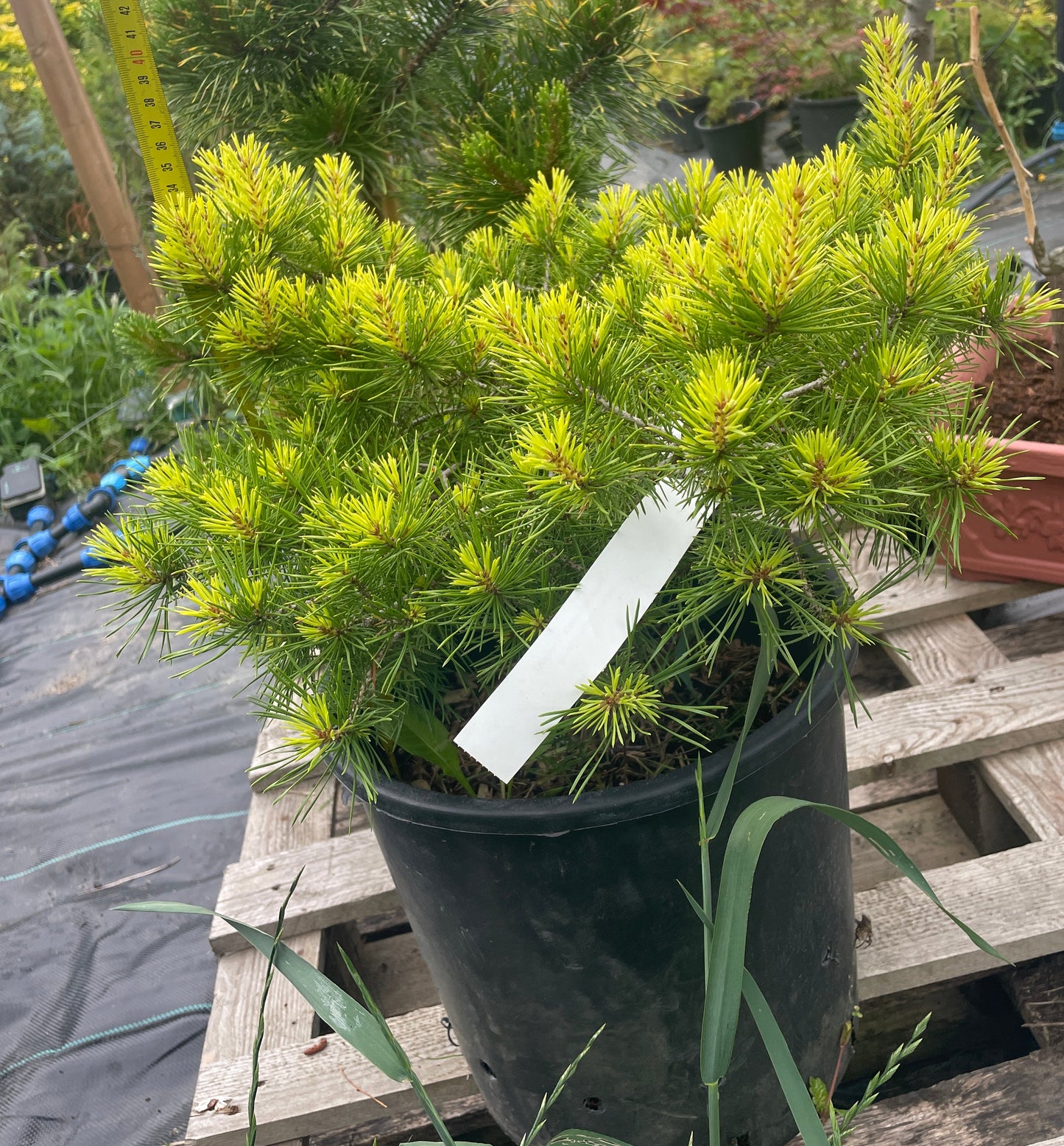 Pinus sylvestris 'Trollguld' - 35 cm