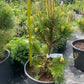Pinus mugo 'Misty' - 50 cm