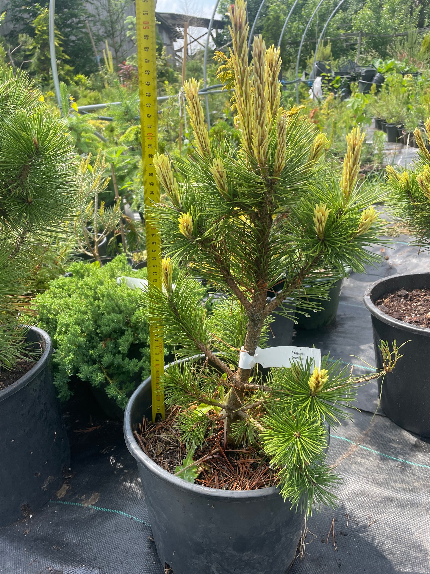 Pinus mugo 'Misty' - 50 cm