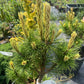 Pinus mugo 'Misty' - 50 cm