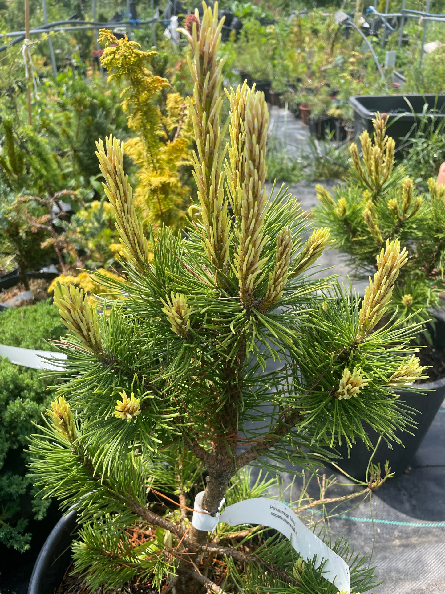 Pinus mugo 'Misty' - 50 cm