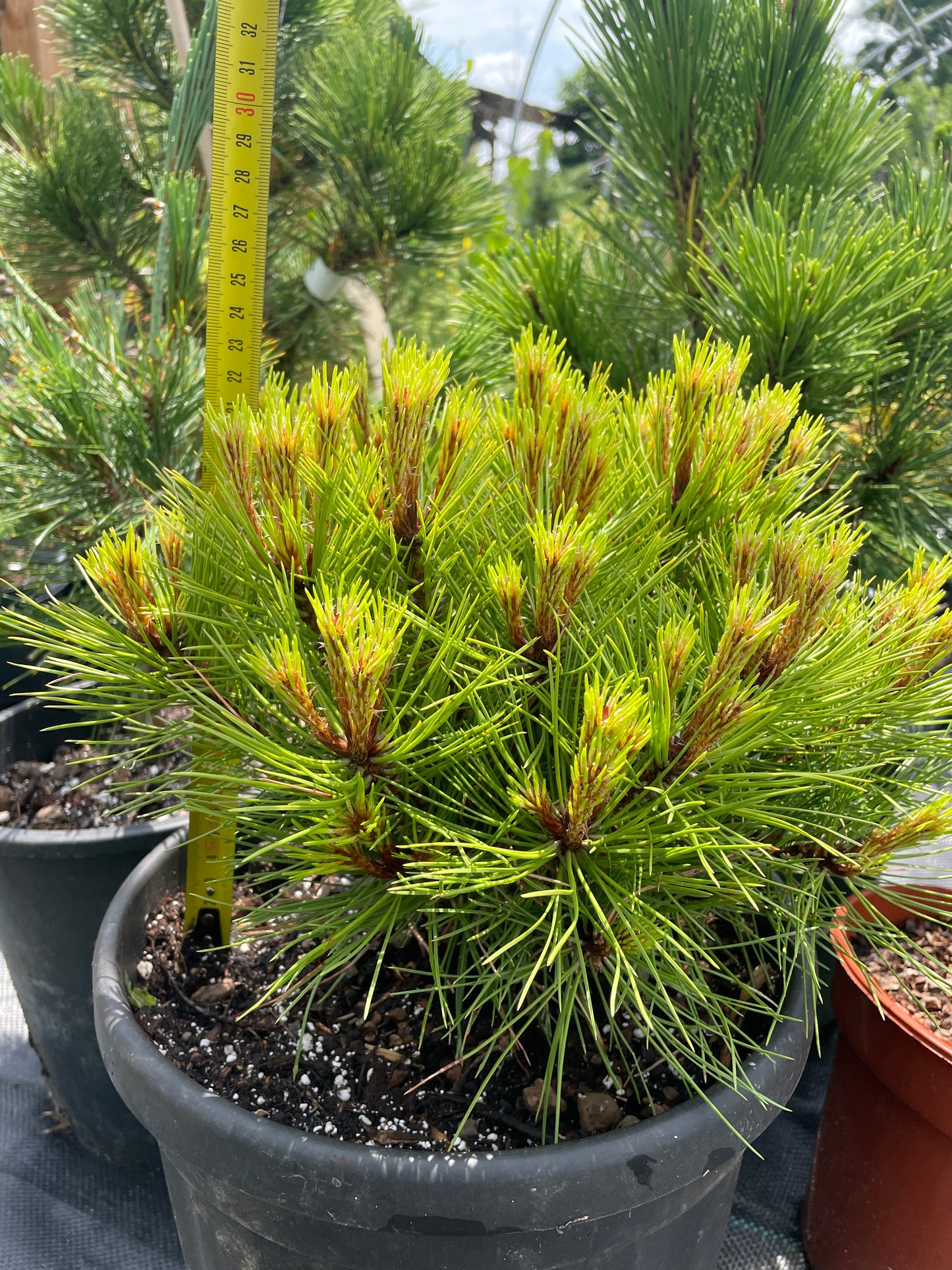 Pinus nigra 'Marie Bregeon'