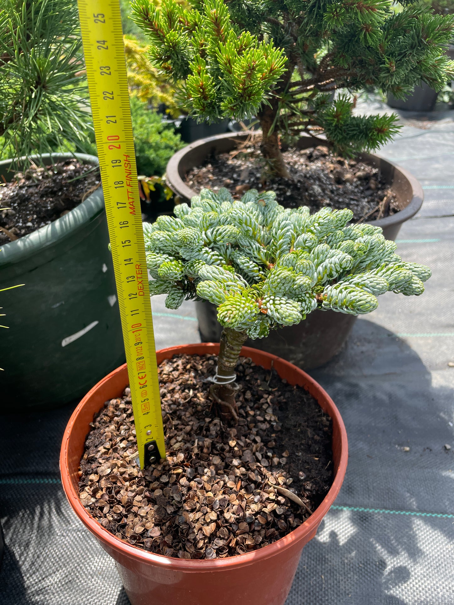 Abies koreana 'Kohout's Icebreaker'