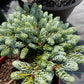 Abies koreana 'Kohout's Icebreaker'
