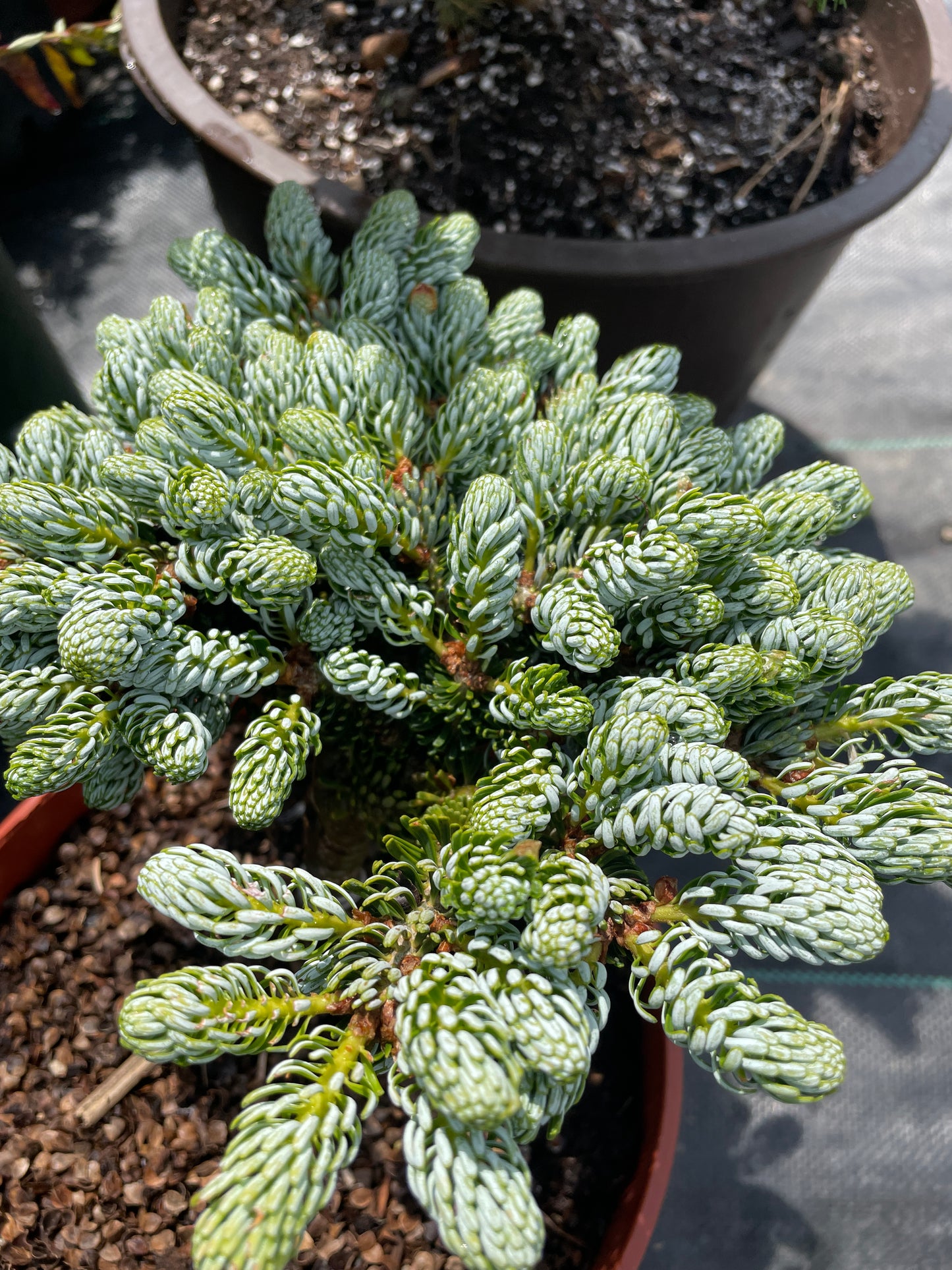 Abies koreana 'Kohout's Icebreaker'