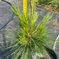 Pinus x schwerinii 'Wiethorst' - 35-40 cm