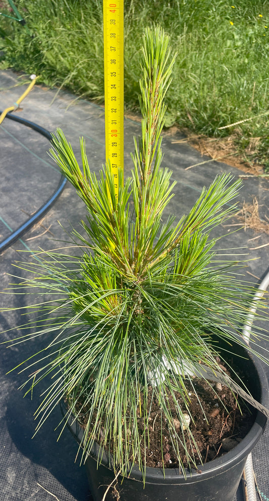 Pinus x schwerinii 'Wiethorst' - 35-40 cm