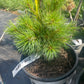 Pinus strobus 'Greg' 25-30 cm