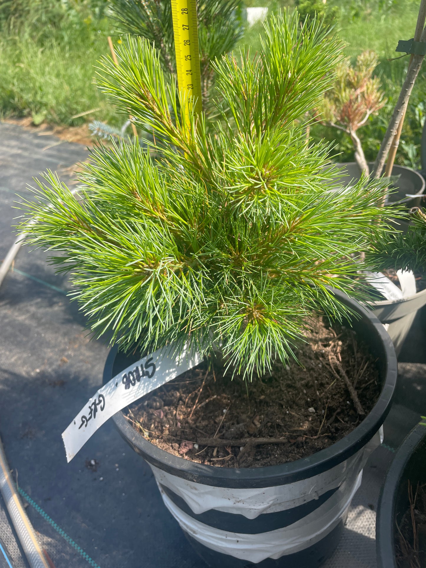 Pinus strobus 'Greg' 25-30 cm