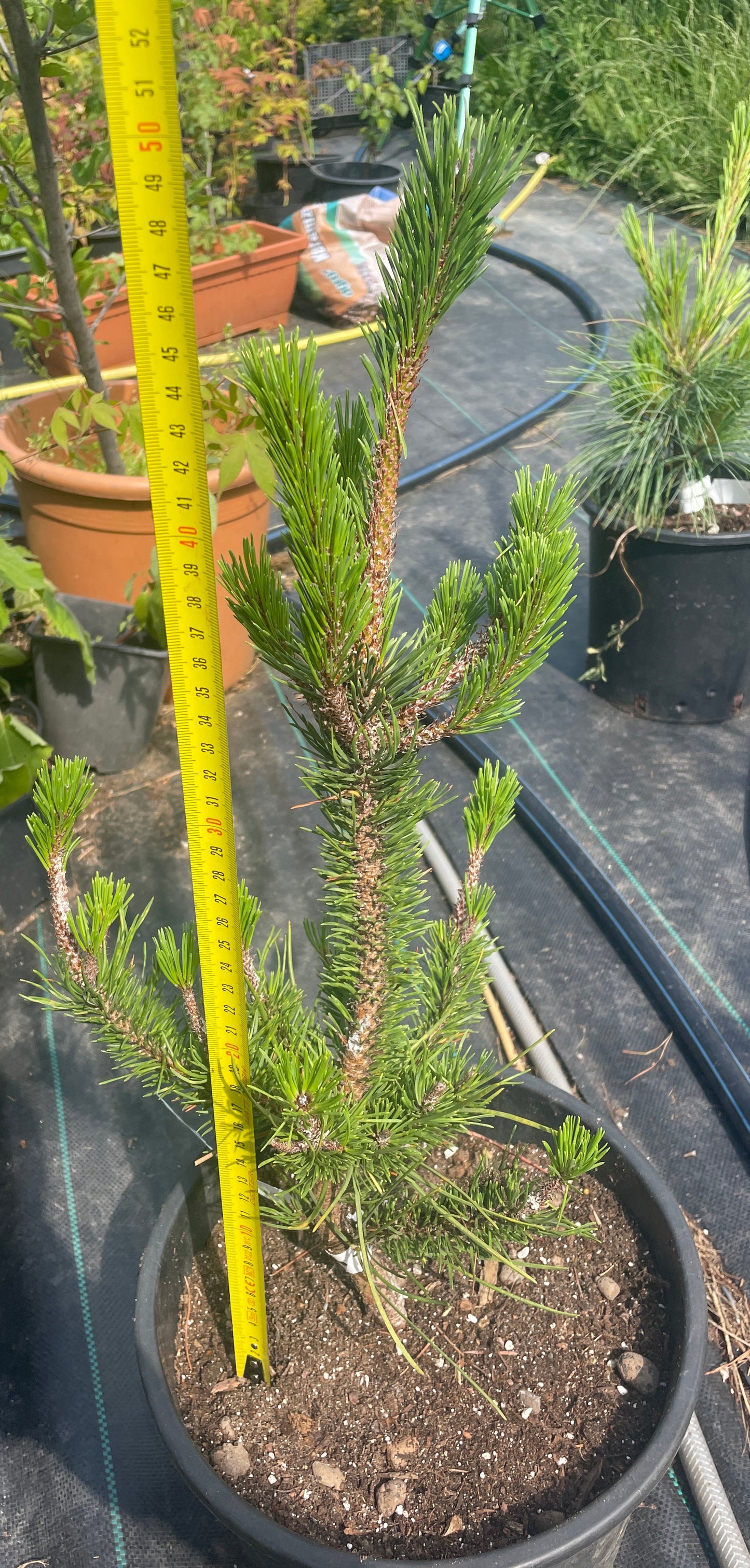 Pinus contorta 'Spaan's Dwarf' - 50 cm