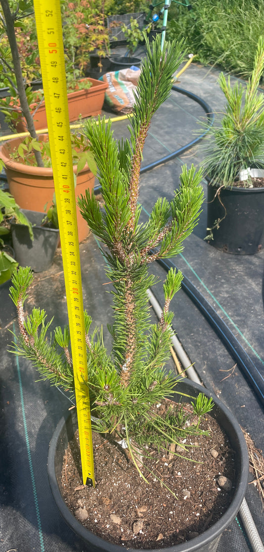 Pinus contorta 'Spaan's Dwarf' - 50 cm
