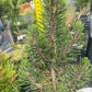 Pinus thunbergii 'Kotobuki' - 45 cm