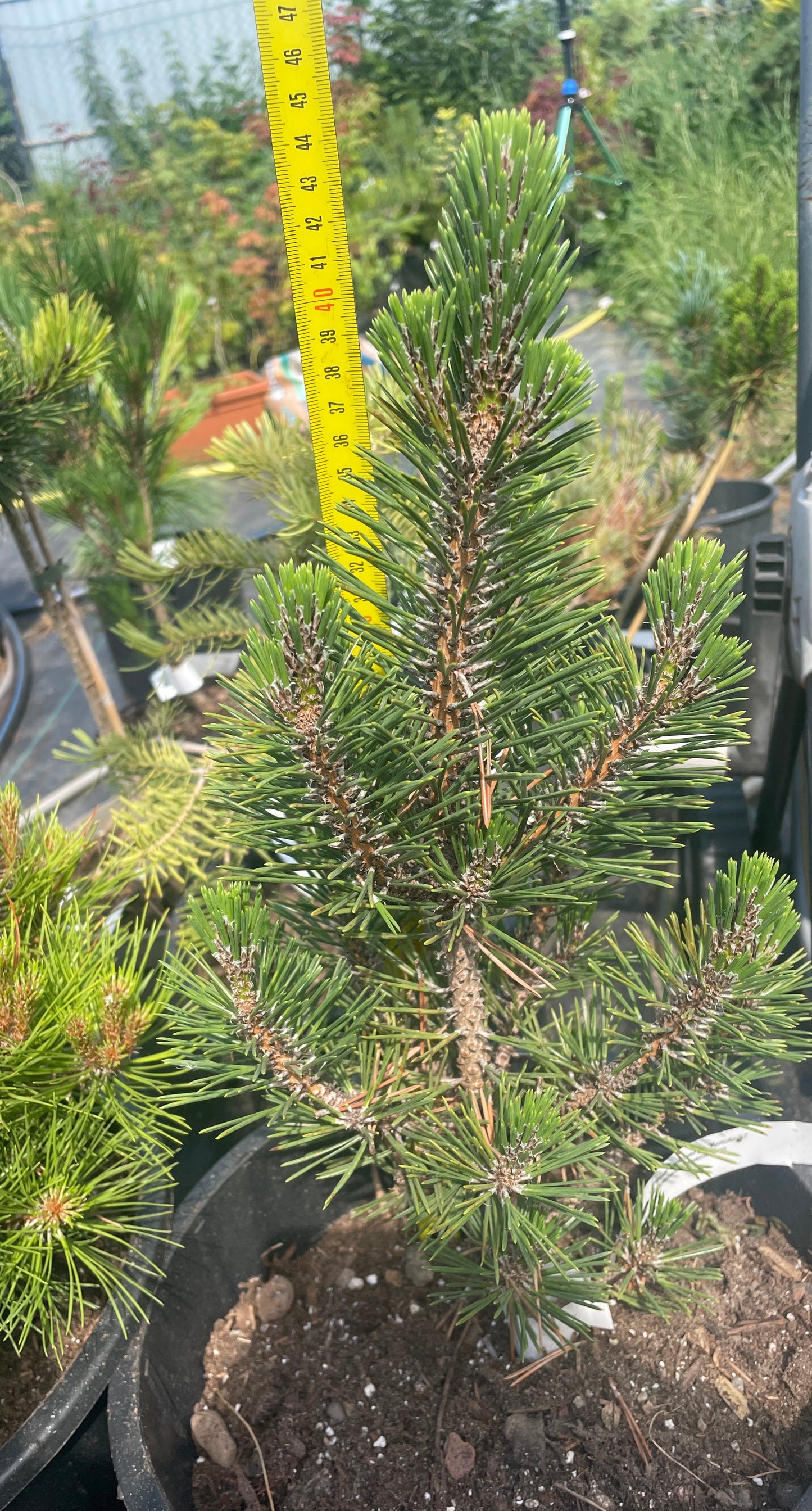 Pinus thunbergii 'Kotobuki' - 45 cm