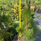 Pinus thunbergii 'Thunderhead' - 55-60 cm