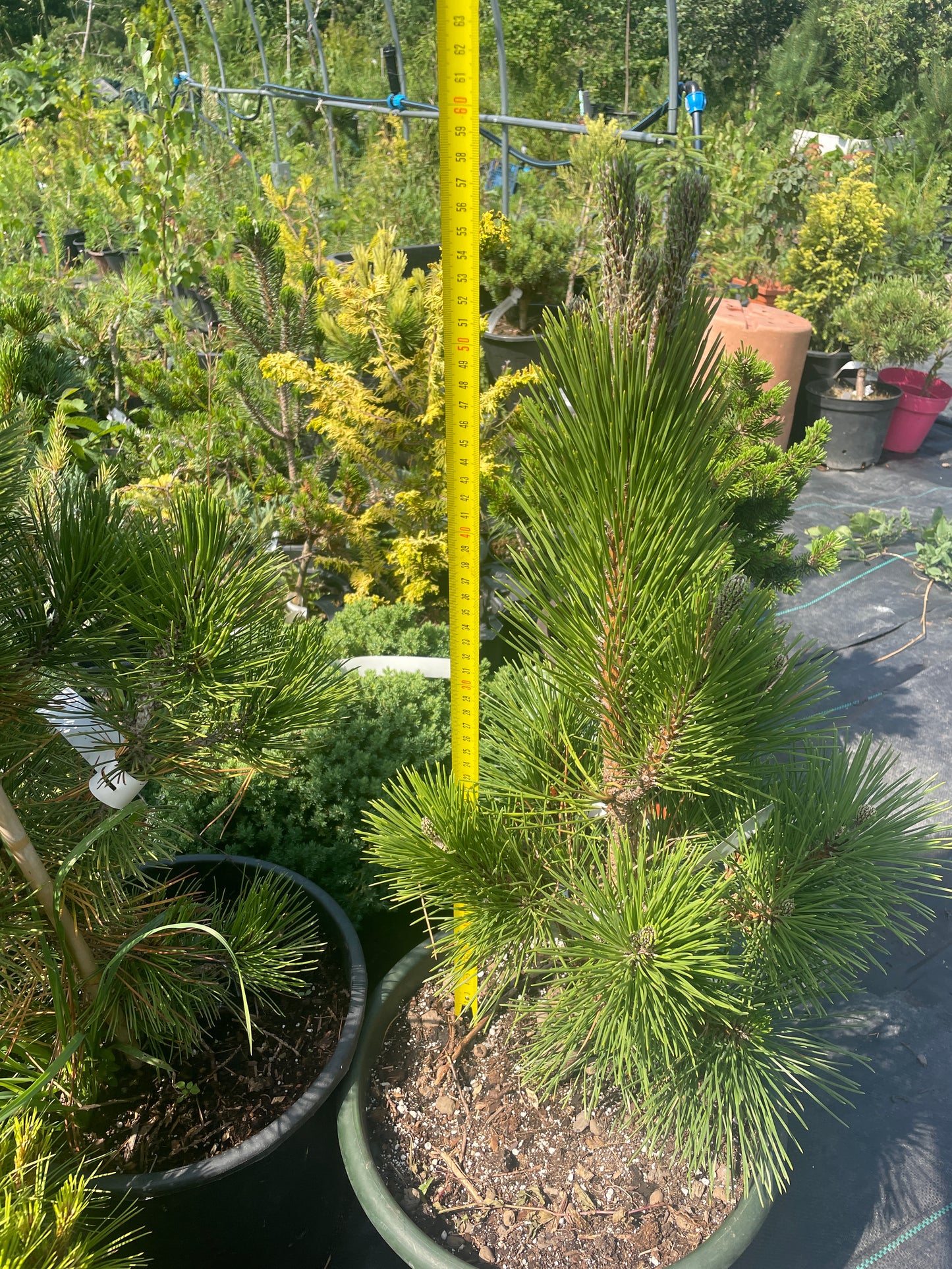 Pinus thunbergii 'Thunderhead' - 55-60 cm