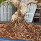 Ficus Bonsai